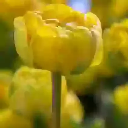 Yellow Pomponnet